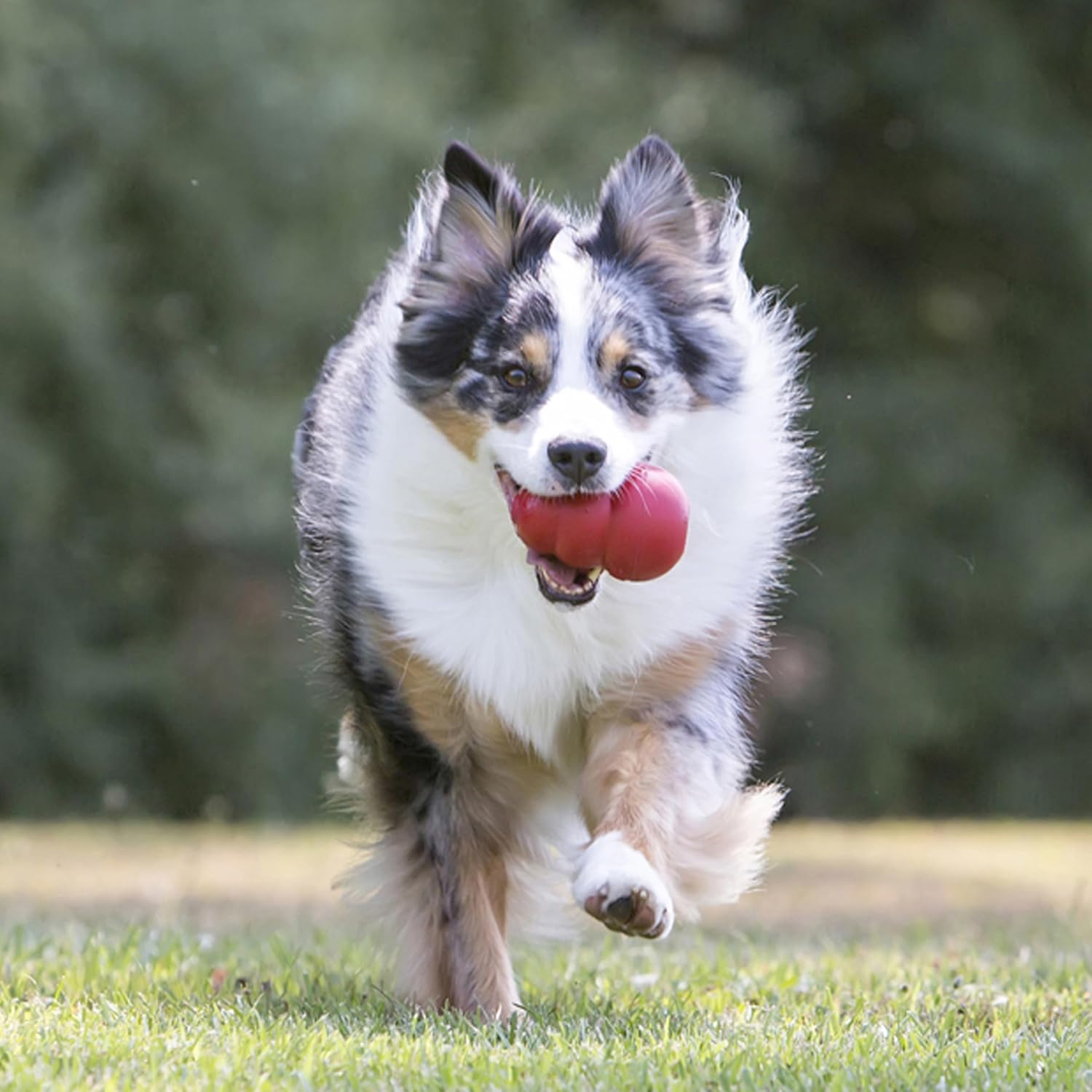 KONG Classic Stuffable Dog Toy - Fetch & Chew Toy for Dogs - Treat-Filling Capabilities & Erratic Bounce for Extended Play Time - Durable Natural Rubber Material - for Medium Dogs - Happypetzone.online - Image 3