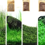 aquarium natural plants