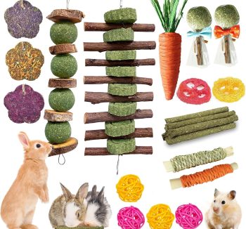guinea pig toys fun