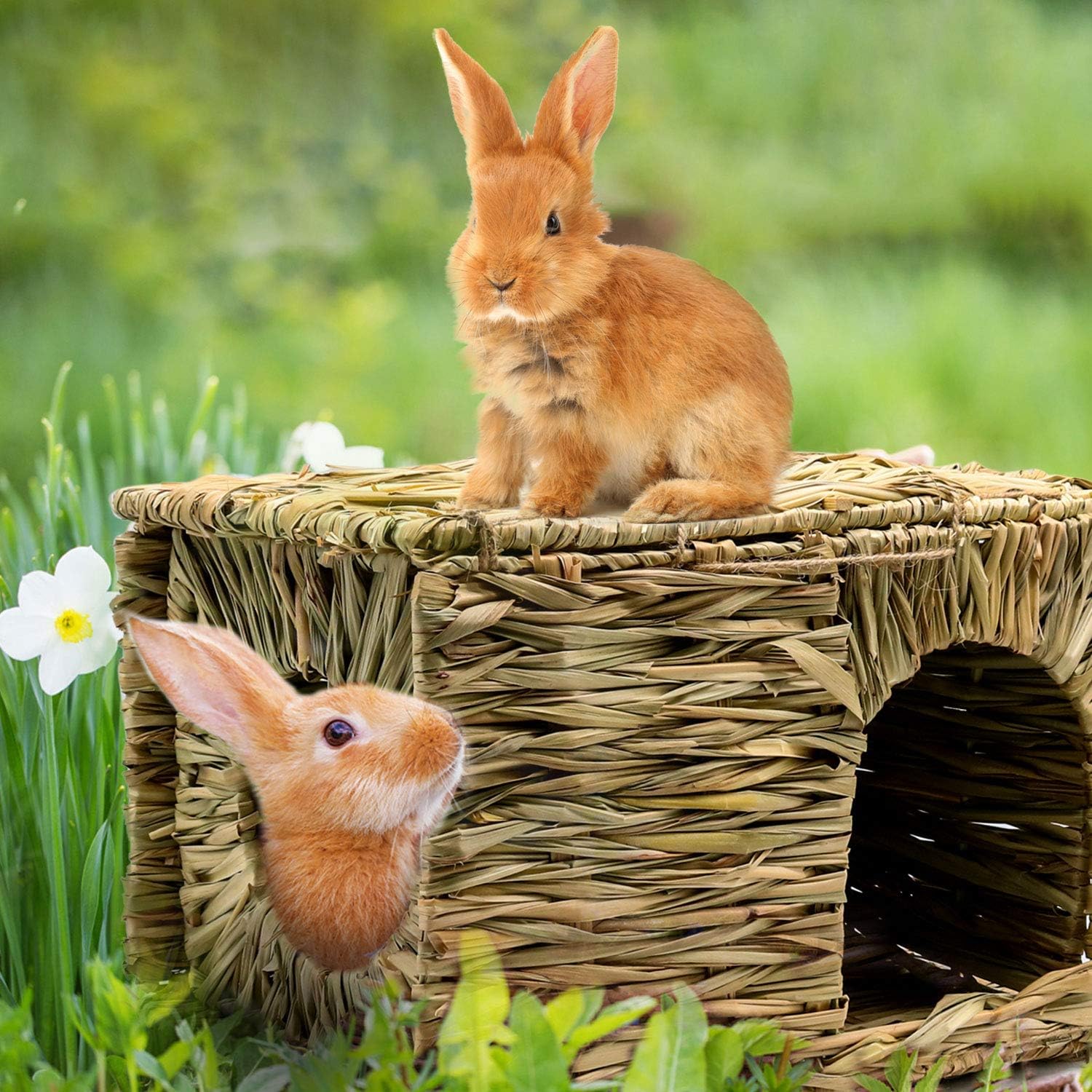 BWOGUE Extra Large Grass House for Rabbits,Hand Crafted Natural Grass Hideaway Foldable Bed Hut with Openings Playhouse for Bunny Guinea Pig Chinchilla Ferret for Play and Sleep - Happypetzone.online - Image 7