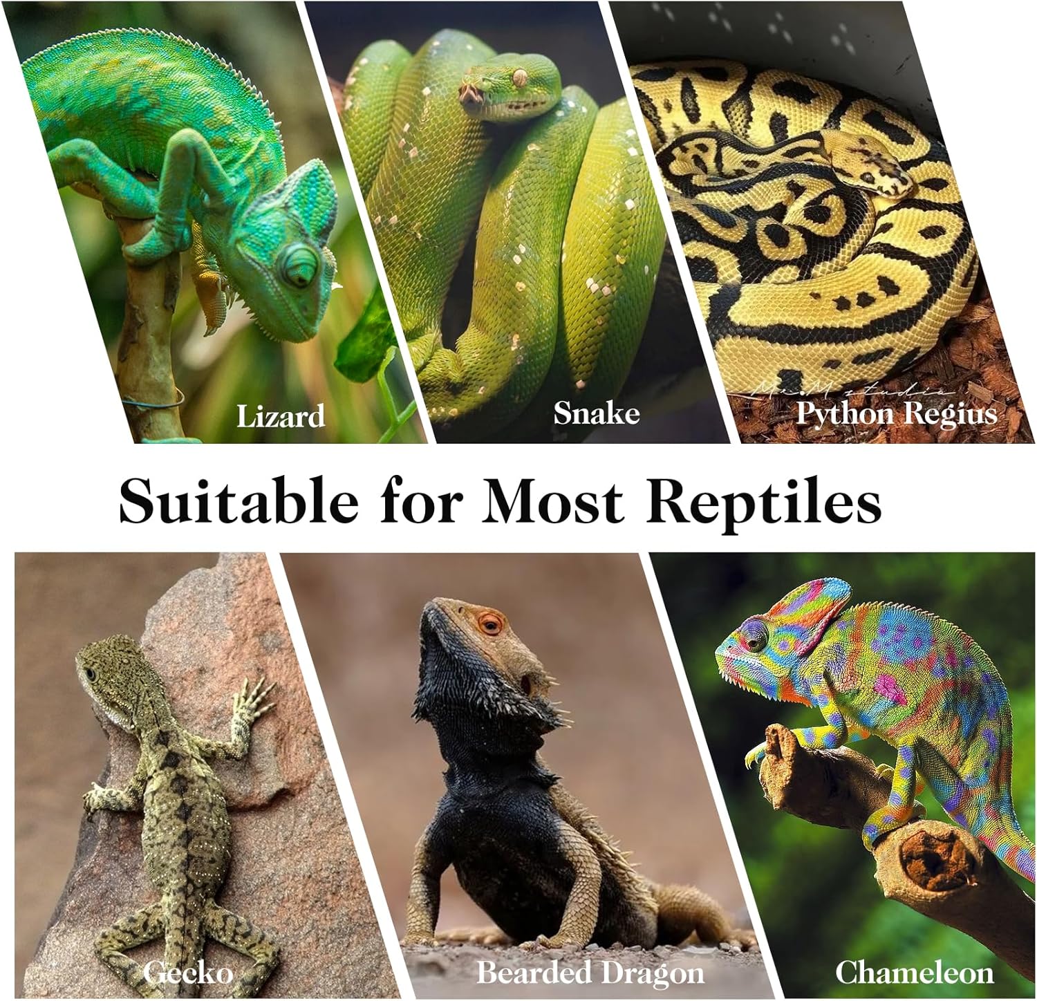VCEPJH 2 Pack Reptile Wood Branches, Snake Climbing Branch Natural Bearded Dragon Log Tank Accessories Tree Trunk for Chameleon Gecko Snake Frog Spider - Happypetzone.online - Image 6
