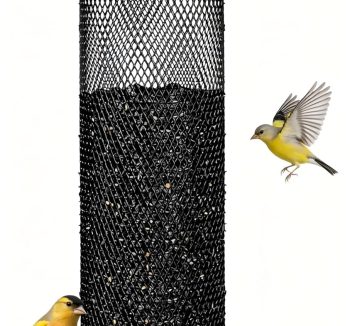 finch bird food