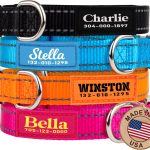 dog collar with name tag