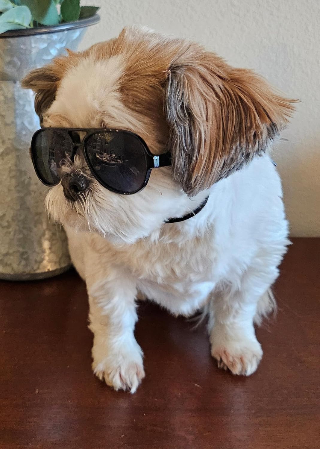 G029 Small Dog Breed up to 15lbs Cat Pet Aviator Sunglasses Glasses (Black) - Happypetzone.online - Image 4