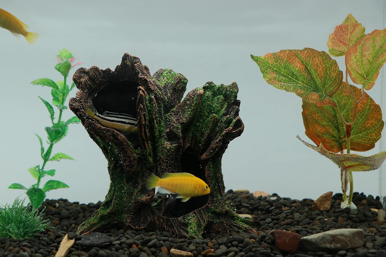 AQUA KT Aquarium Landscape Tree Stump Trunk Hollow Betta Cichlid Cave Rocks for Fish Hiding Tank Decoration Decorations - Happypetzone.online - Image 5
