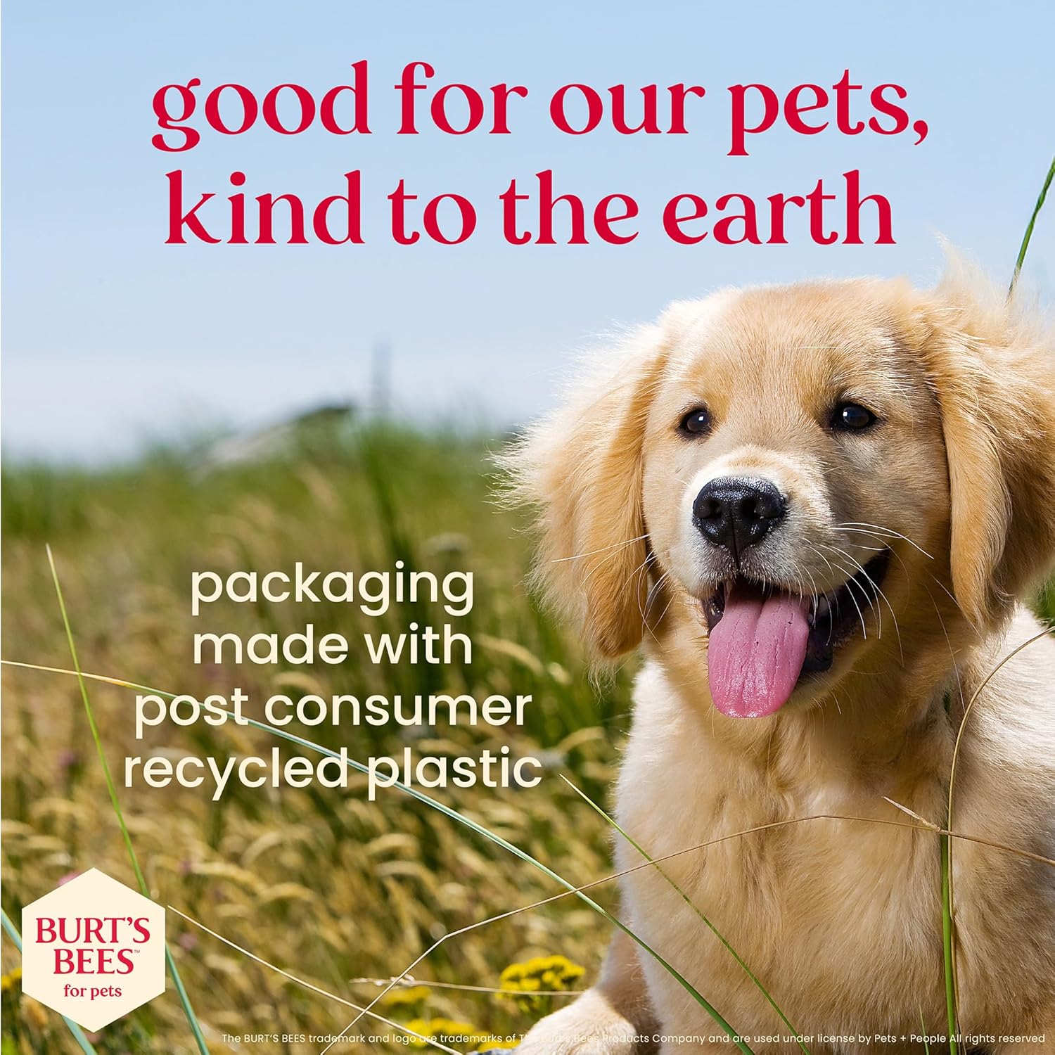 BURT'S BEES FOR PETS Dental Treats for Dogs with Manuka Honey & Ginger, Holistic, Plant-Based Oral Care, 98% Natural Origin Formulas, Peppermint Flavor, Dog Treats Small Dogs, Sz Sm 10ct, 7.4 oz - Happypetzone.online - Image 7