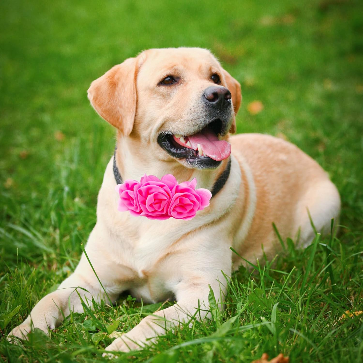 4 or 6 or 20PCS Dog Collar Large Flowers Pet Collar Charms Attachment for Small Medium Big Girl Female Cat Puppy Alpaca Rabbit Neck Bows Sliders Grooming Accessories - Happypetzone.online - Image 8