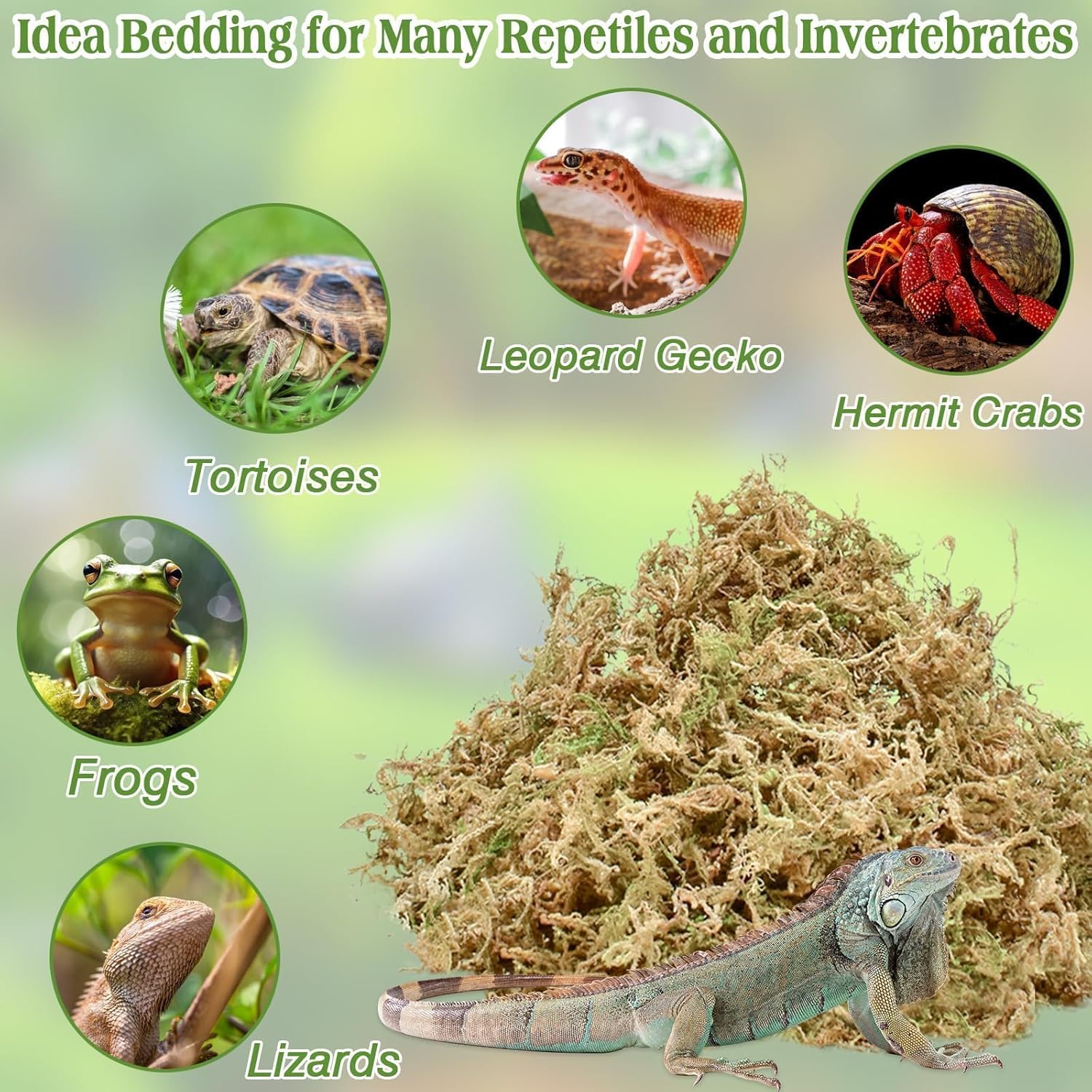 Halatool 3.5OZ Natural Sphagnum Moss for Reptiles Premium Reptile Moss Ideal Terrarium Moss for Box Turtles Hermit Crabs Leopard Gecko Snakes and Hamsters Enclosure - Happypetzone.online - Image 3