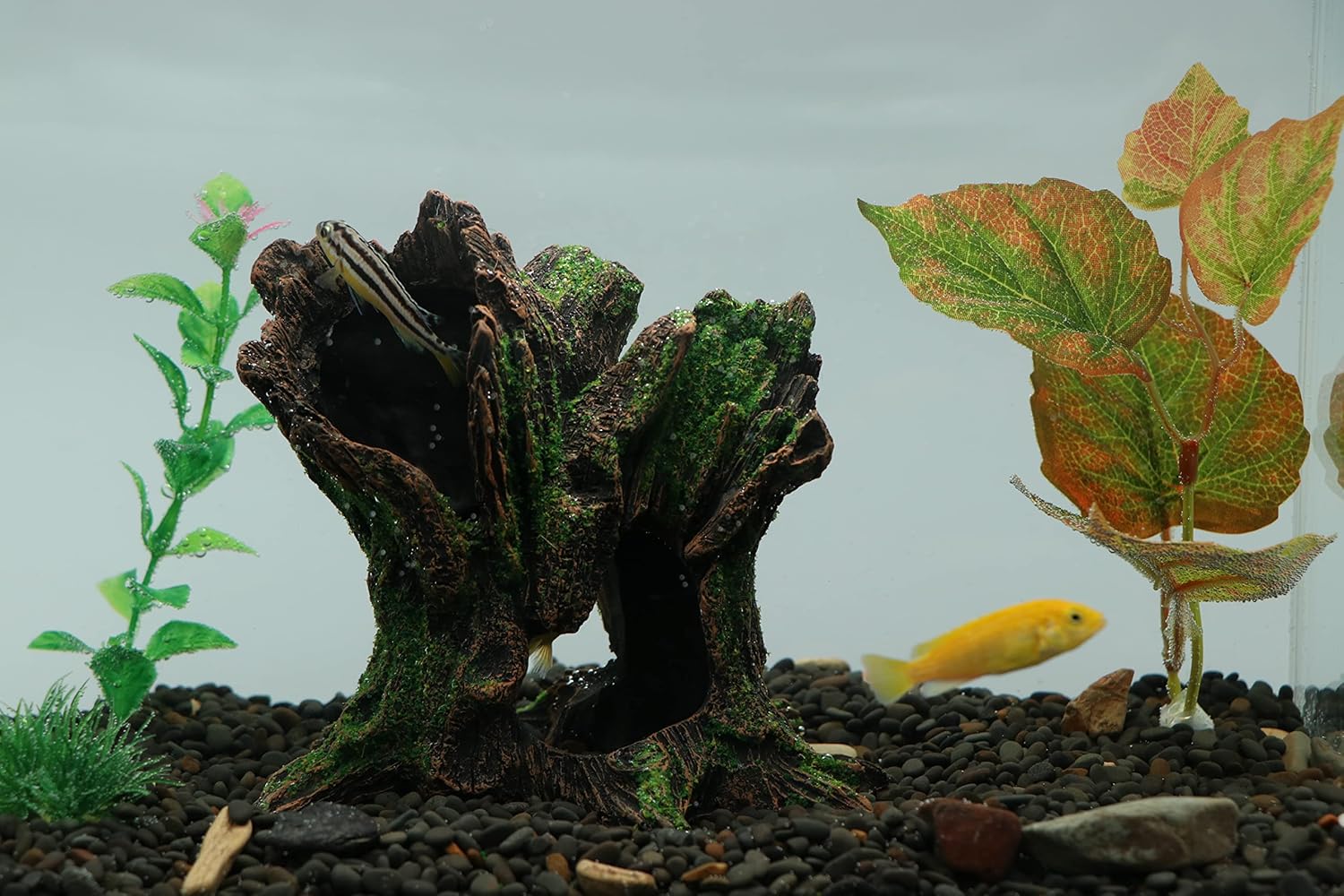 AQUA KT Aquarium Landscape Tree Stump Trunk Hollow Betta Cichlid Cave Rocks for Fish Hiding Tank Decoration Decorations - Happypetzone.online - Image 7