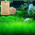 aquarium natural plants