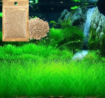 aquarium natural plants