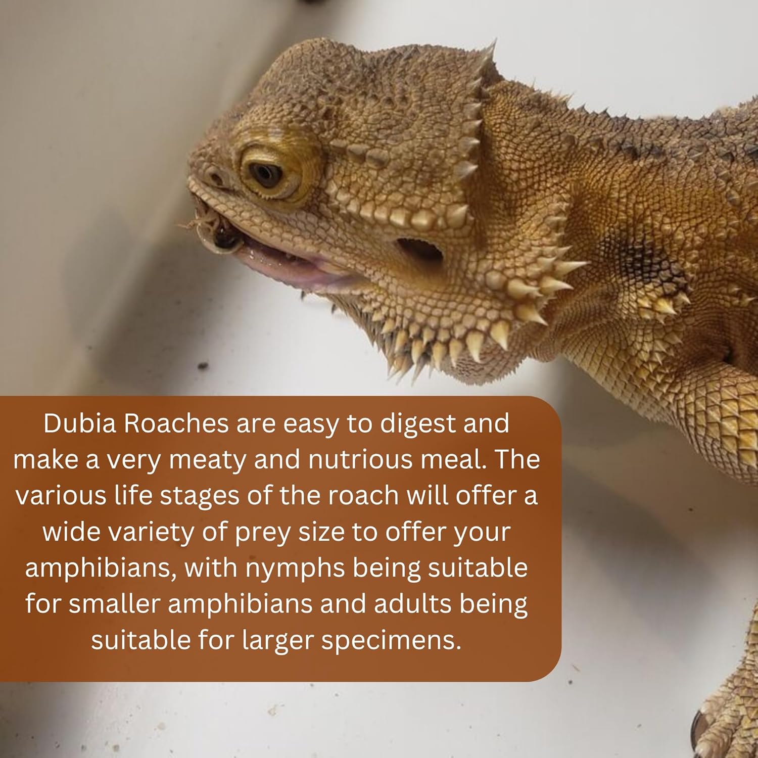 100 Extra Small Live Dubia Roaches in Container Live Reptile Food for Bearded Dragons Turtles Lizards Frogs & Toads Feeder Insects - Happypetzone.online - Image 2