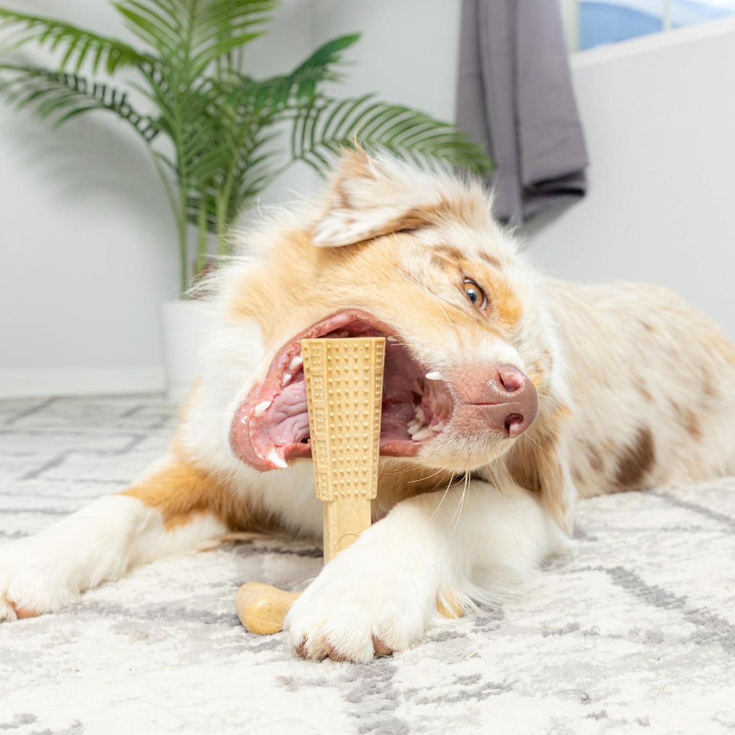 SPOT Bam-Bones Plus T-Bone Dog Chew Toy, Bamboo Fiber & Nylon, Chicken Flavor, Durable Non-Splintering Chew for Moderate to Aggressive Chewers, Dogs 30-60 lbs, 6 Inch - Happypetzone.online - Image 12