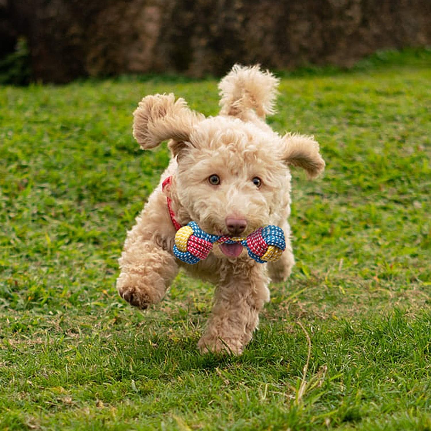 Toozey 7 Pack Small Dog Toys, Puppy Teething Toys, Durable Ropes Chew Toys, Cute Calf Squeaky Dog Toys, Non-Toxic and Safe - Happypetzone.online - Image 7