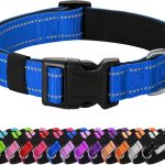 best dog collar