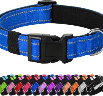 best dog collar