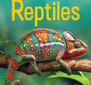 reptile food for beginners
