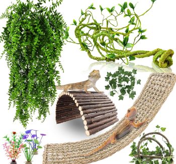 reptile accessories set