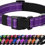 best dog collar