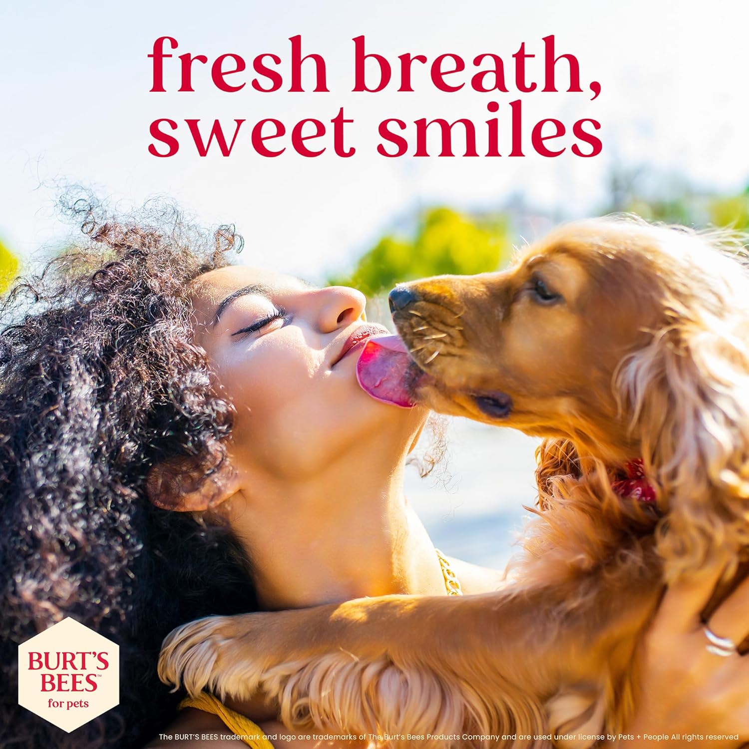BURT'S BEES FOR PETS Dental Treats for Dogs with Manuka Honey & Ginger, Holistic, Plant-Based Oral Care, 98% Natural Origin Formulas, Peppermint Flavor, Dog Treats Small Dogs, Sz Sm 10ct, 7.4 oz - Happypetzone.online - Image 9