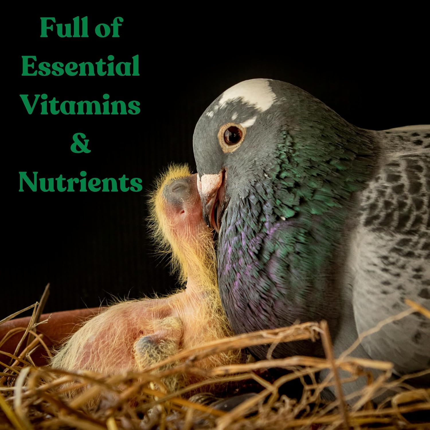 Treasure Pills for Pigeons – Fertility Support, Growth Booster & Immune System Enhancer – Natural Supplement for Racing, Breeding & Young Pigeons – Vitamins for Health & Performance - Happypetzone.online - Image 4