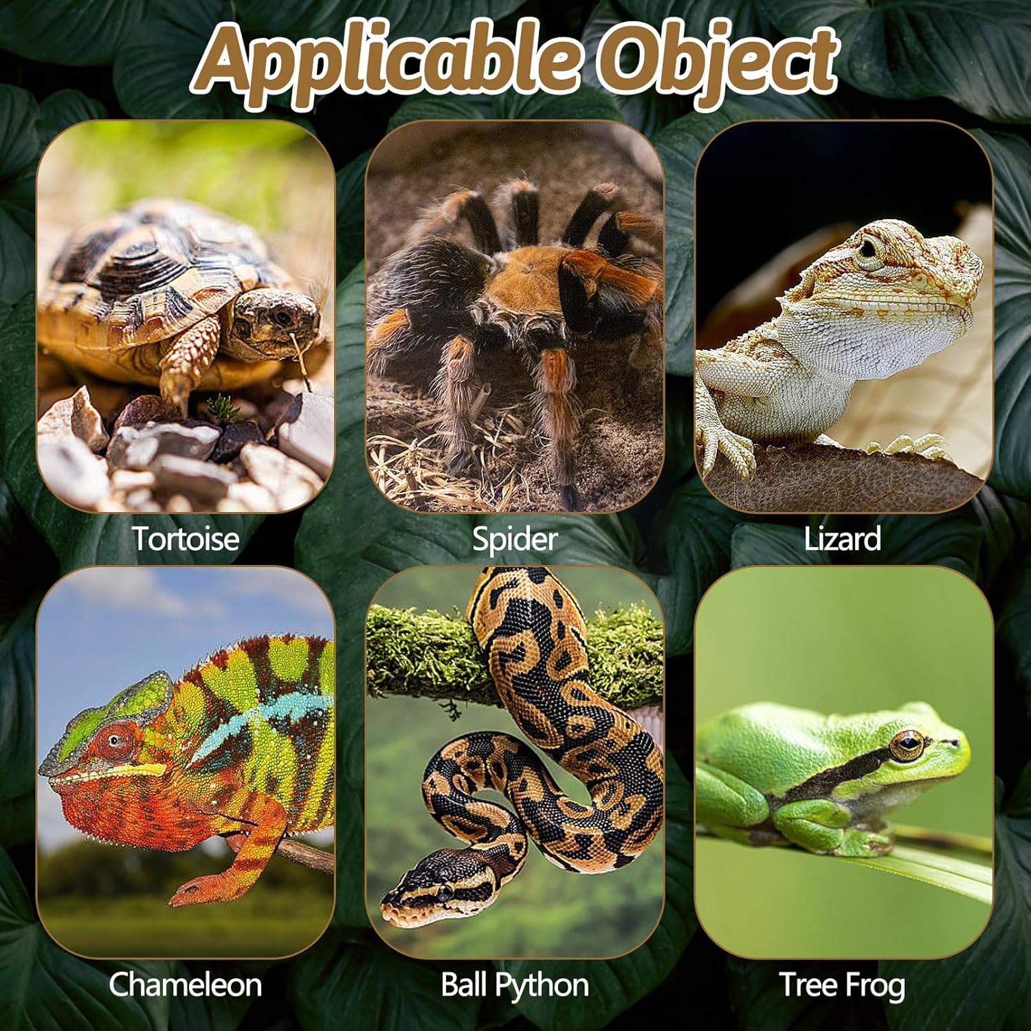 BNOSDM Reptile Pine Bark Substrate 17oz Tortoise Bedding for Habitat Natural Flat Cork Wood Bulk Terrarium Reusable Bark Pieces for Lizard, Crested Gecko, Spider, Chameleon, Ball Python, Tree Frog - Happypetzone.online - Image 7