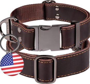dog collar leather