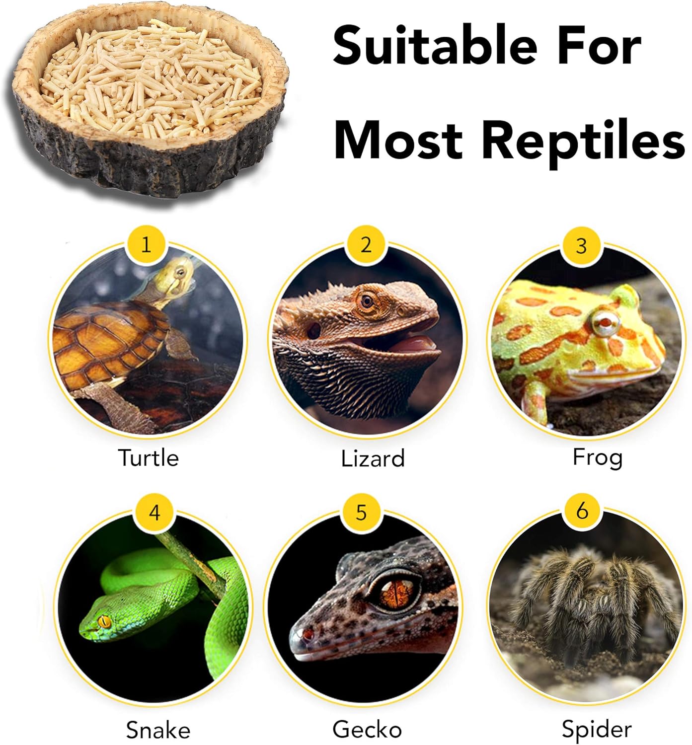 CalPalmy 2 Pack Reptile Water and Food Bowls, Novelty Food Bowl for Lizards, Young Bearded Dragons, Small Snakes and More - Made from BPA-Free Plastic - Happypetzone.online - Image 4