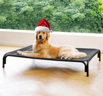 raised dog bed outdoor