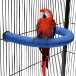 bird perch for parrots