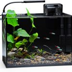fish tank aquarium