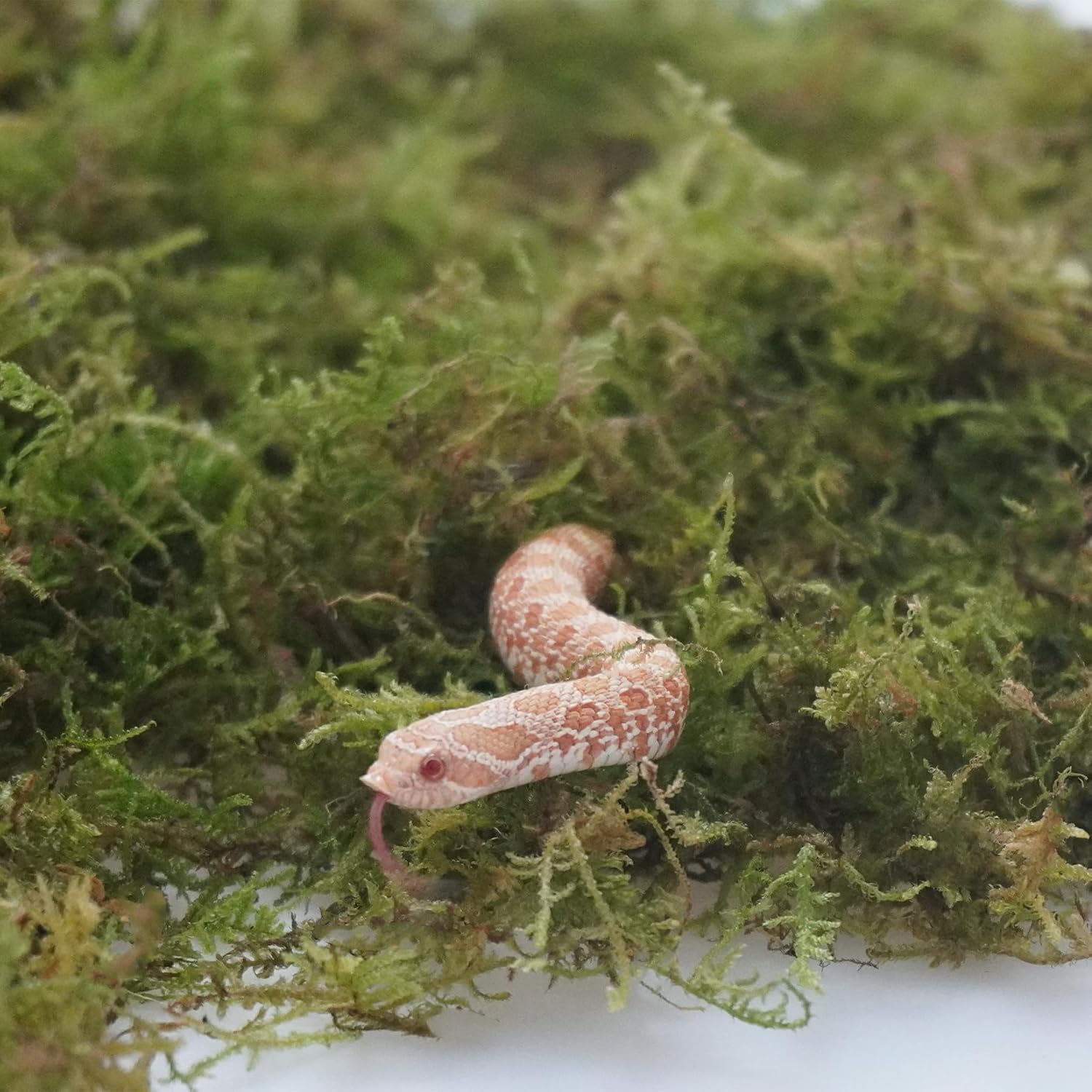 Snake Bedding 8oz Natural Substrate, Humidity Control Reptile Tank Litter for Corn Snakes, Geckos & Small Reptiles, Odor Control Pet Tank Accessories - Happypetzone.online - Image 2
