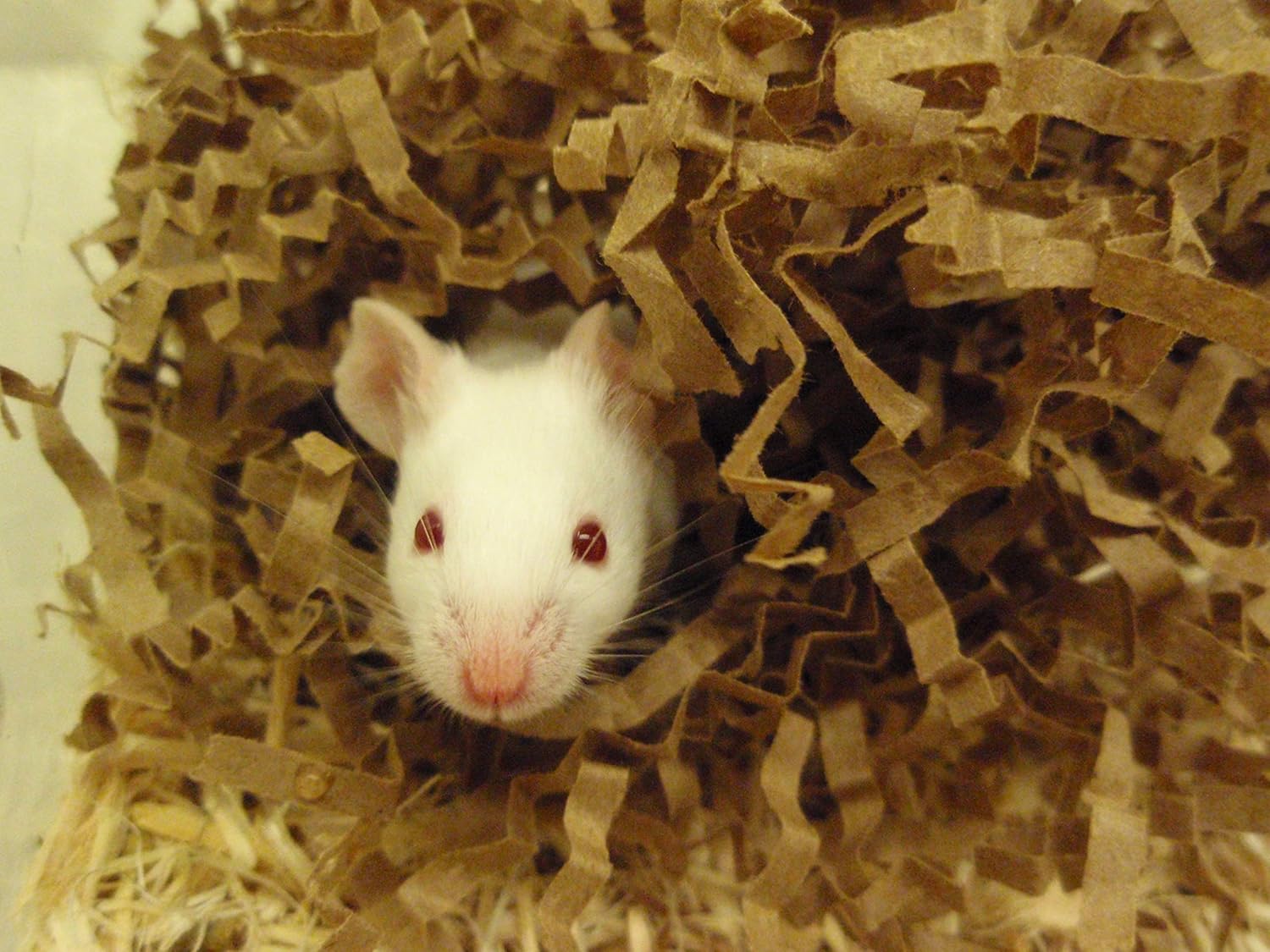 ECO Bedding 99% Dust Free Paper Bedding for Small Pets, Eco Natural Bag, 4.5 lb (Expands to 125 L) - Happypetzone.online - Image 6