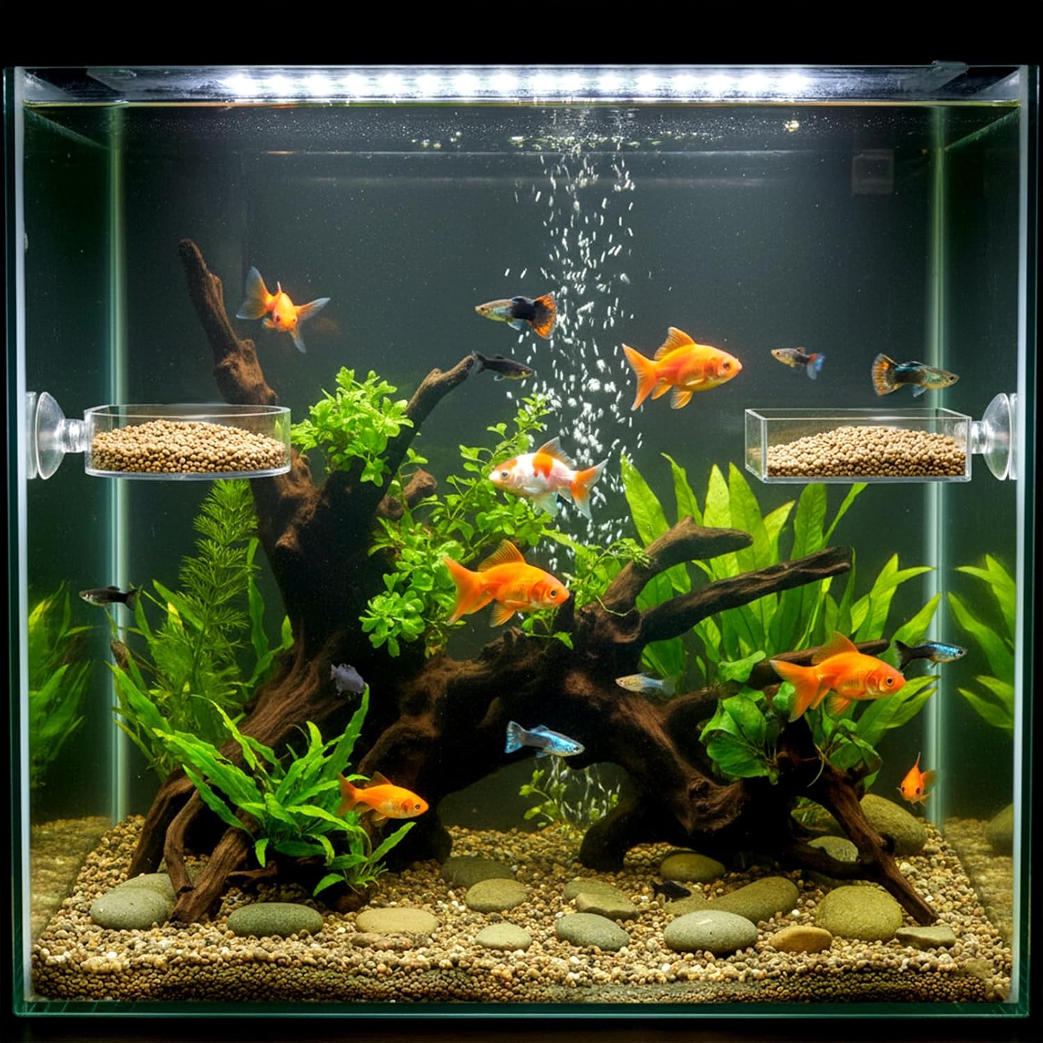 2Pcs Shrimp Feeding Dish, Aquarium Feeding Dish with Suction Cup Acrylic Fish Food Feeder for Freshwater and Saltwater Tanks Round and Square - Happypetzone.online - Image 7
