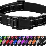 best dog collar