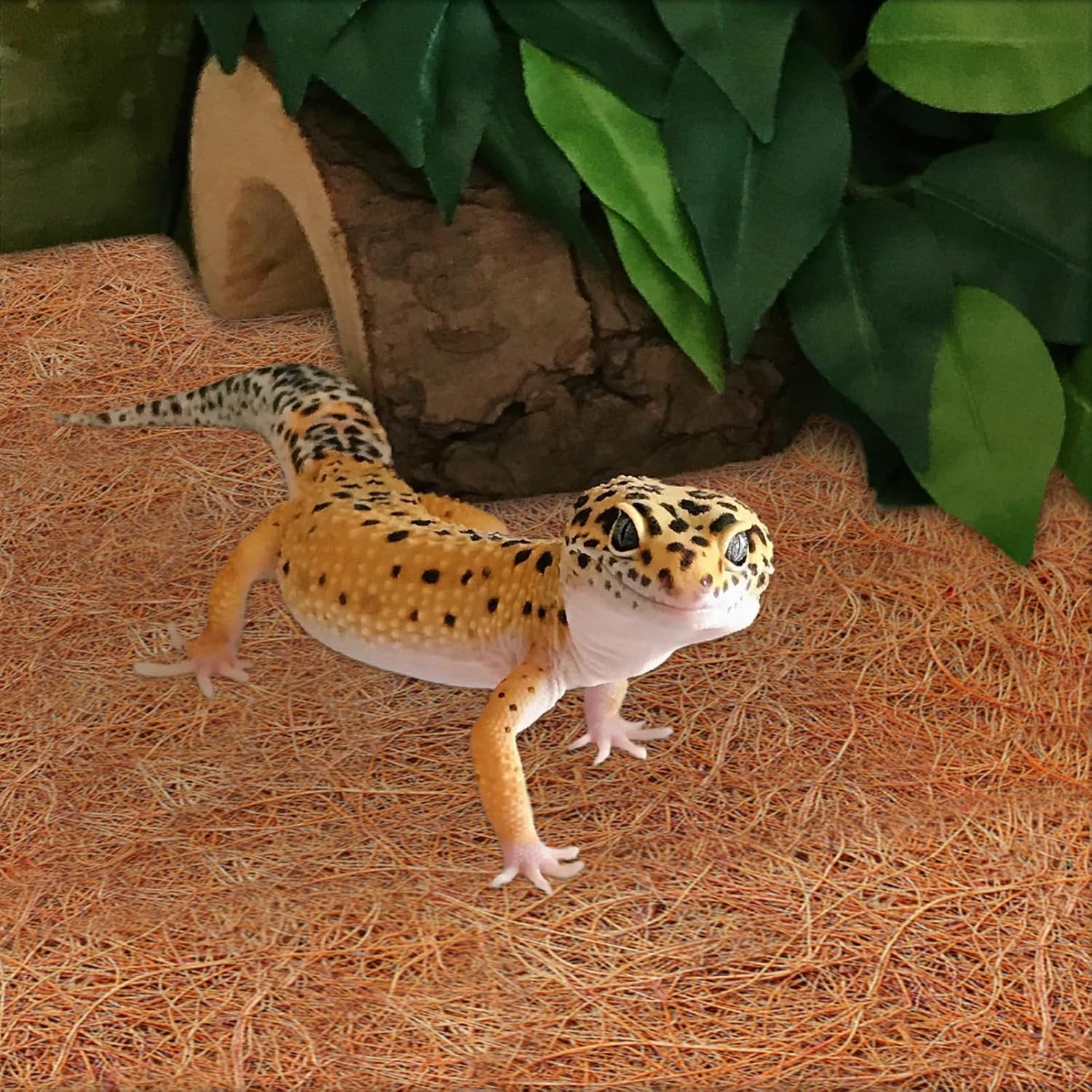 ZeeDix 3 Rolls Reptile Mat, 18 x 36 inches Natural Coconut Fiber Liner Mat Flooring Accessories for Reptile Tank - Bearded Dragon Tortoise Lizard Turtle Snake Leopard Gecko Substrate Bedding - Happypetzone.online - Image 7
