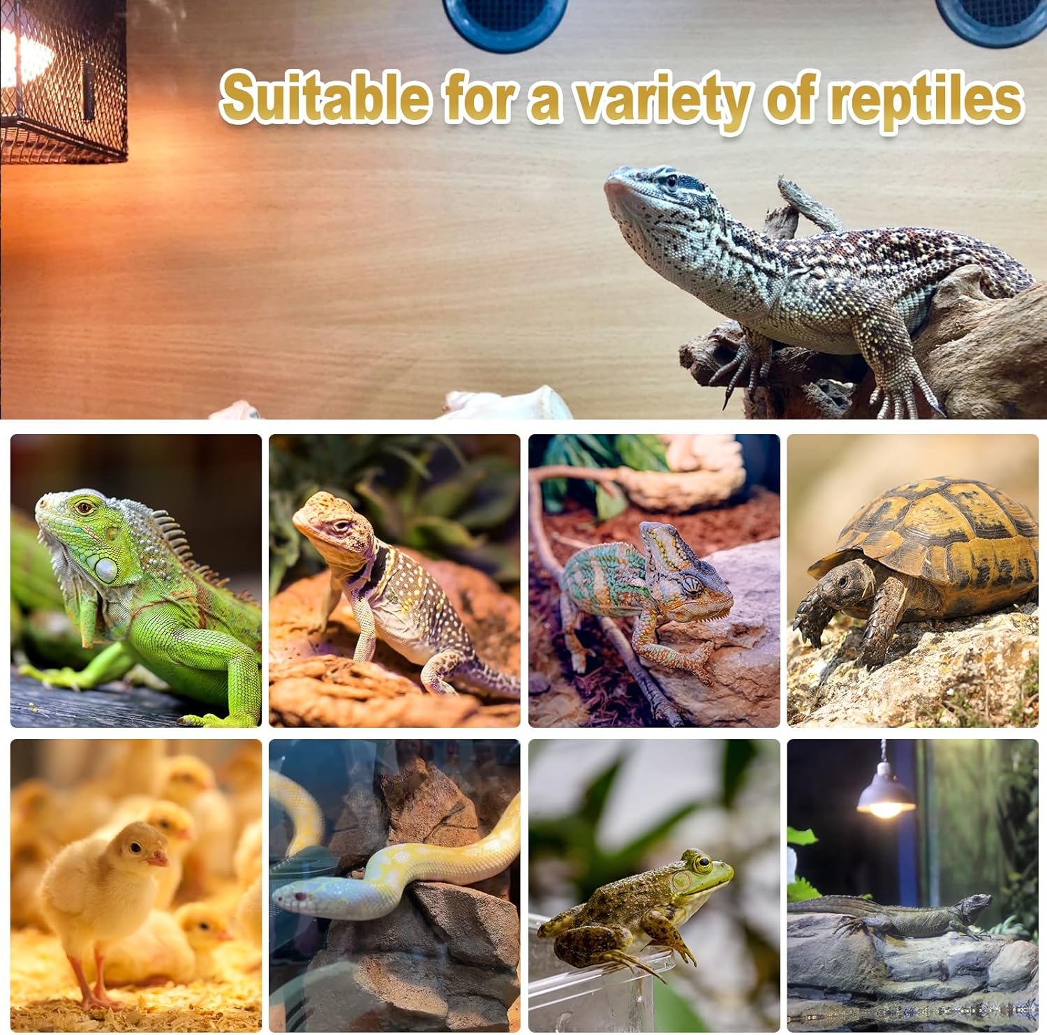 MIXJOY 150W Reptile Heat Lamp Bulbs, 2Pack Heat Lamp Bulbs for Reptiles Basking Bulbs UVA Daylight Basking Light Amphibians Heating Lamp Emitter for Lizard, Tortoise, Bearded Dragon Gecko, Chicken - Happypetzone.online - Image 7