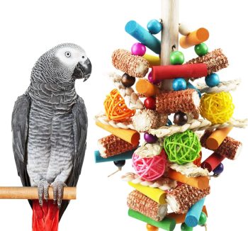 bird food amazon best