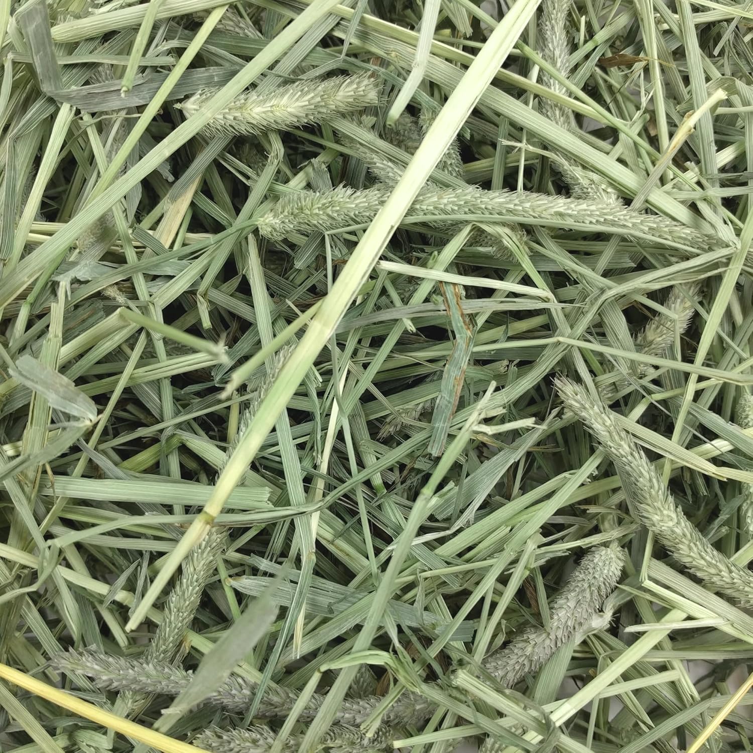 Oxbow Western Timothy Hay for Small Pets – All-Natural Grass Hay for Rabbits, Guinea Pigs, and Chinchillas – High Fiber for Digestive Health and Dental Support – 40 oz Bag - Happypetzone.online - Image 6