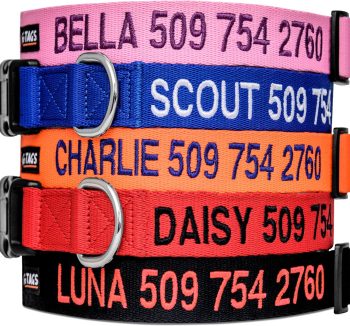 personalized dog collar