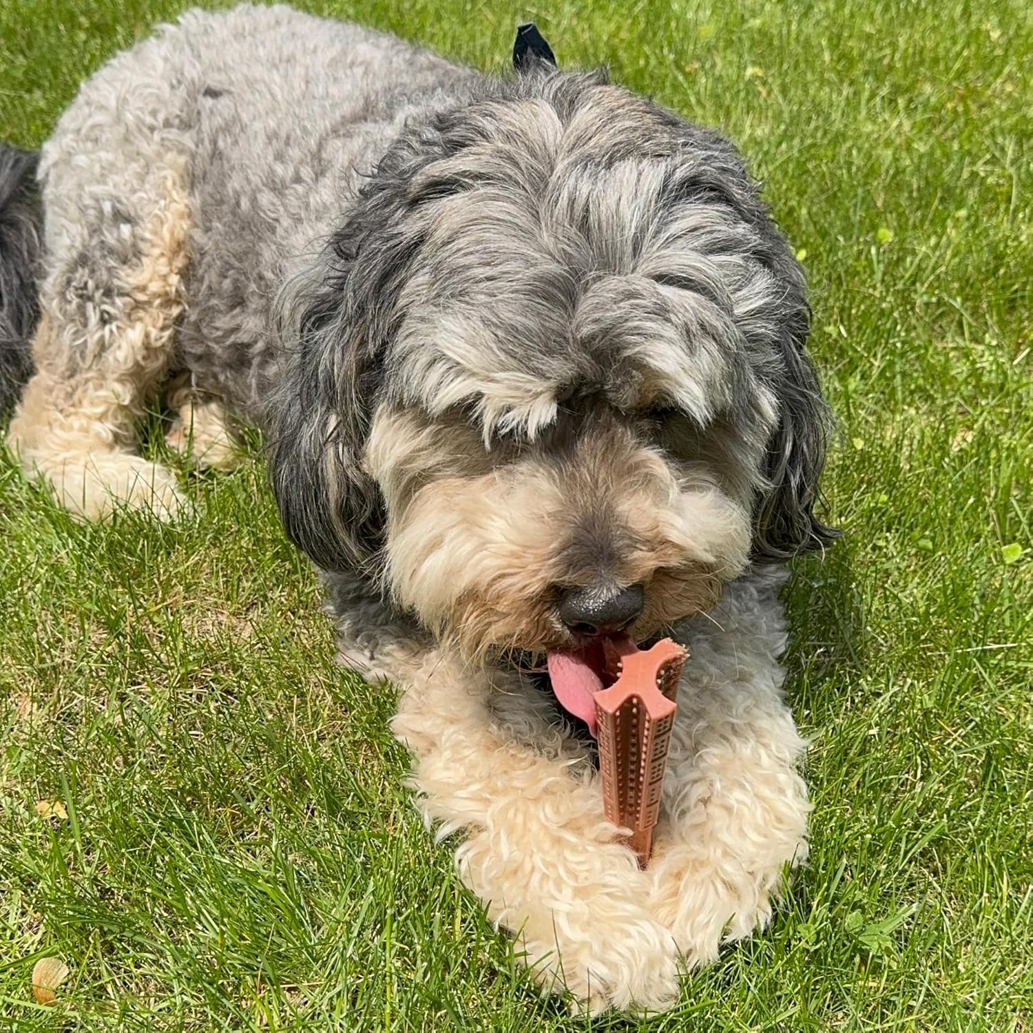 SPOT Bam-Bones Plus T Bone – Bamboo Fiber & Nylon Dog Chew Toy for Moderate to Aggressive Chewers, Durable Long Lasting & Non-Splintering, Beef Flavor Toy for Adult Dogs & Puppies Under 60 lbs, 6 in - Happypetzone.online - Image 19