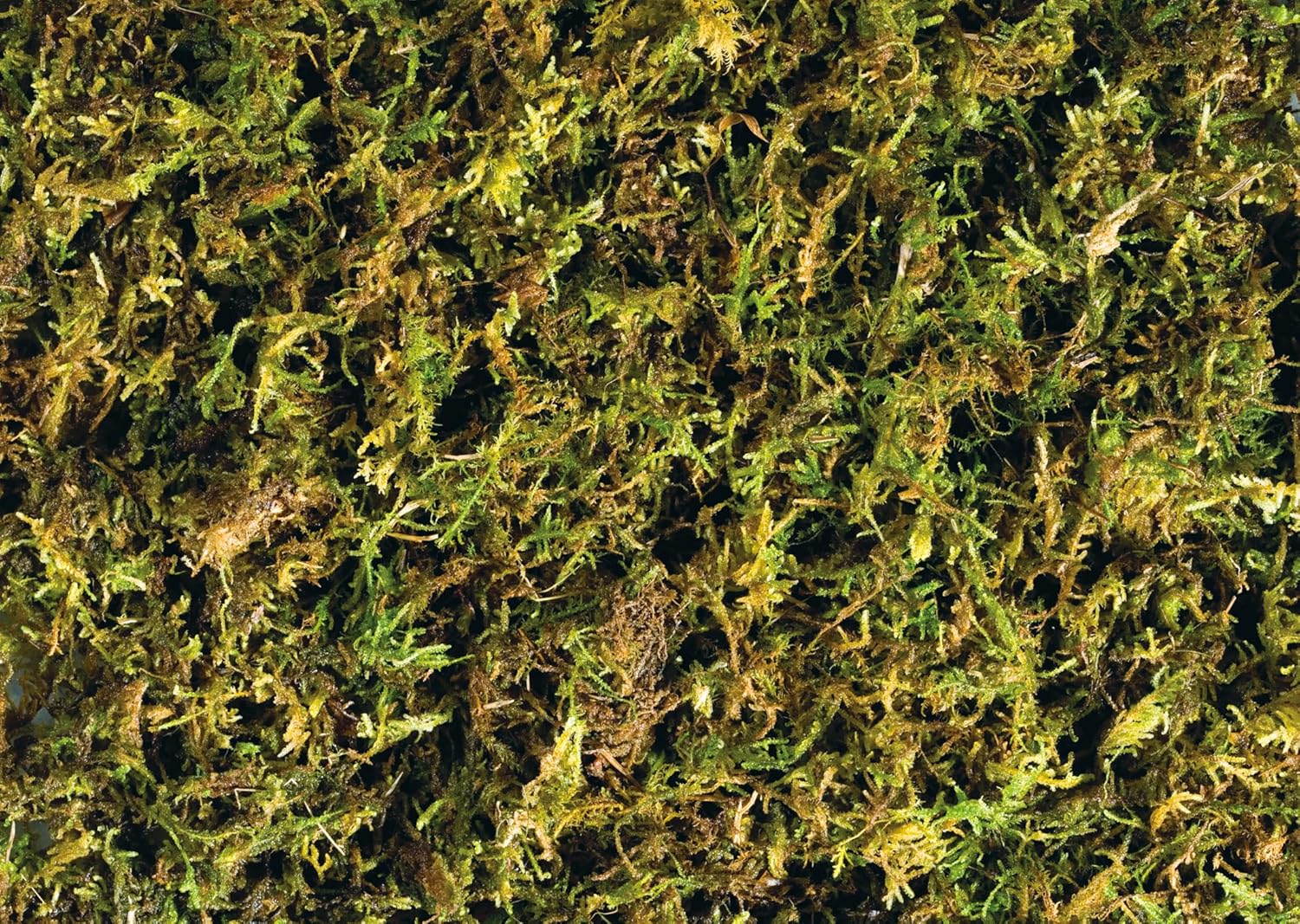 Exo Terra Forest Plume Moss, 7 Quarts, 2-Pack - Happypetzone.online - Image 2
