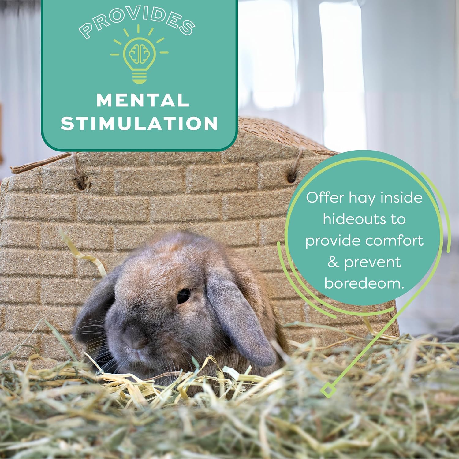 Oxbow Western Timothy Hay for Small Pets – All-Natural Grass Hay for Rabbits, Guinea Pigs, and Chinchillas – High Fiber for Digestive Health and Dental Support – 40 oz Bag - Happypetzone.online - Image 13