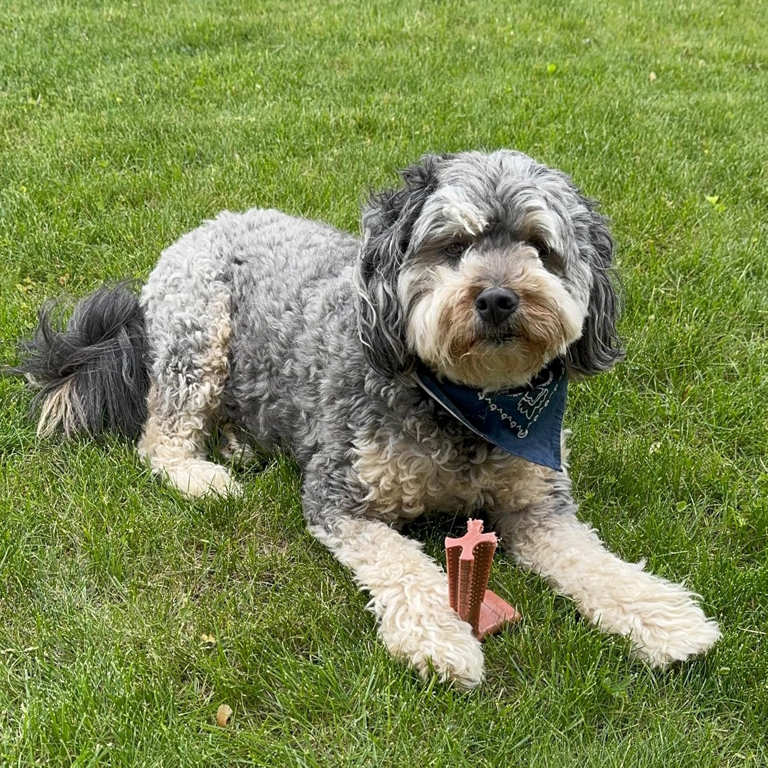 SPOT Bam-Bones Plus T Bone – Bamboo Fiber & Nylon Dog Chew Toy for Moderate to Aggressive Chewers, Durable Long Lasting & Non-Splintering, Beef Flavor Toy for Adult Dogs & Puppies Under 60 lbs, 6 in - Happypetzone.online - Image 16