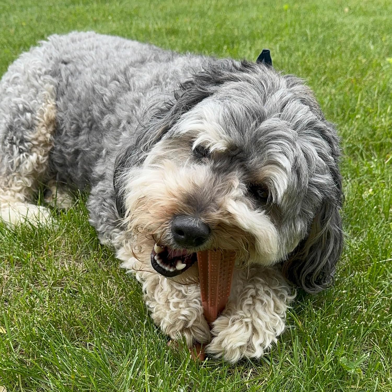 SPOT Bam-Bones Plus T Bone – Bamboo Fiber & Nylon Dog Chew Toy for Moderate to Aggressive Chewers, Durable Long Lasting & Non-Splintering, Beef Flavor Toy for Adult Dogs & Puppies Under 60 lbs, 6 in - Happypetzone.online - Image 18