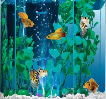 fish tank for beginners