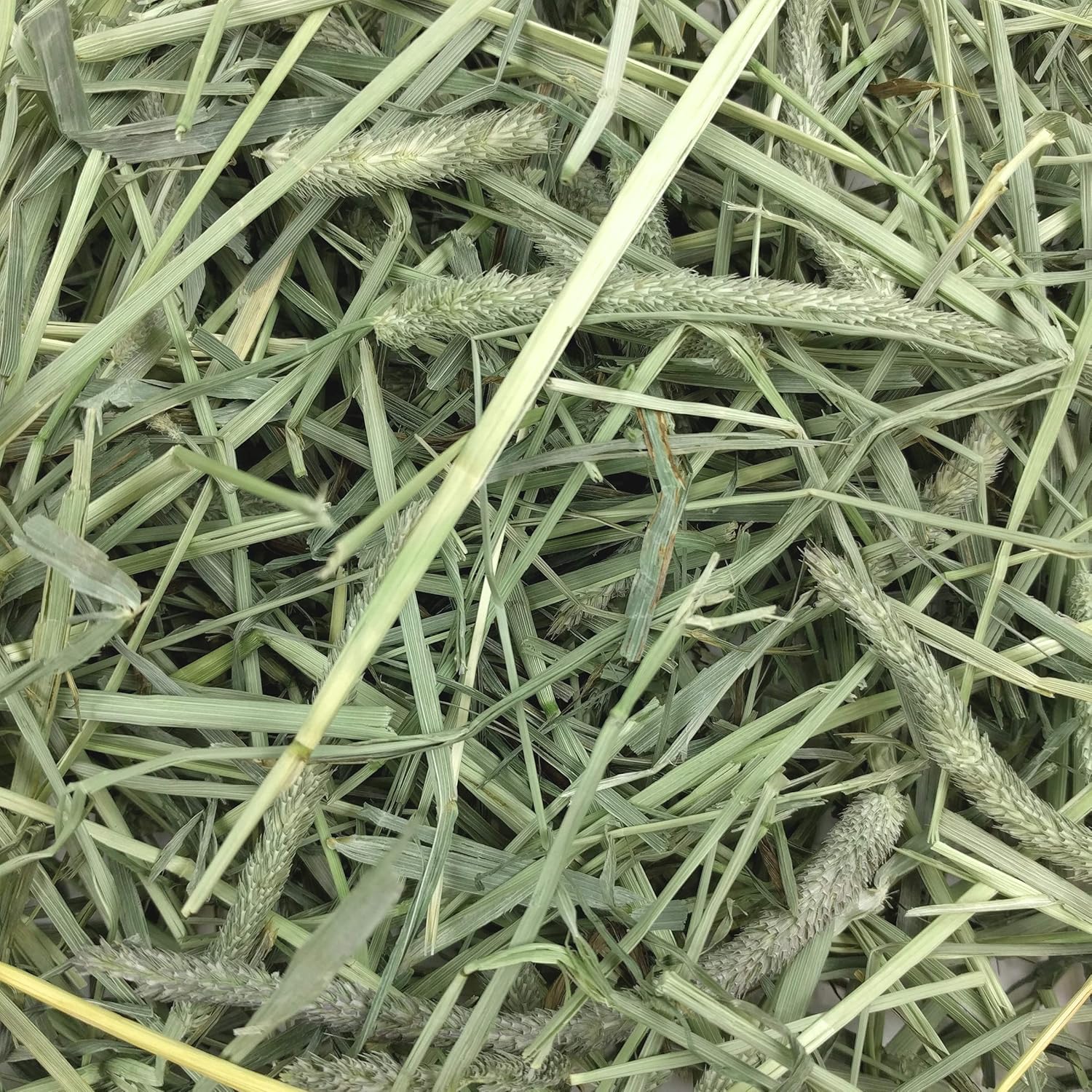 Oxbow Western Timothy Hay for Small Pets – All-Natural Grass Hay for Rabbits, Guinea Pigs, and Chinchillas – High Fiber for Digestive Health and Dental Support – 40 oz Bag - Happypetzone.online - Image 7