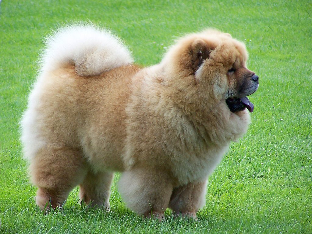 Chow Chow: A Thick-Furred Dog with a Unique Personality