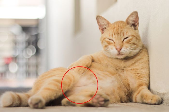 Causes of a Cat’s Enlarged Belly and How to Handle It