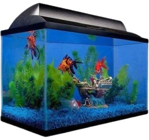 Fish & Aquatic Pets